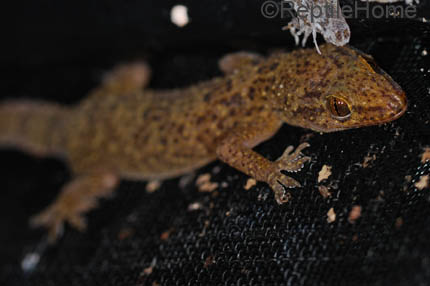 Hemidactylus brookii