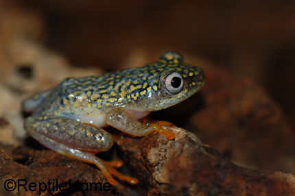 Heterixalus alboguttatus