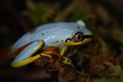 Heterixalus madagascariensis