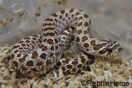 Heterodon nasicus