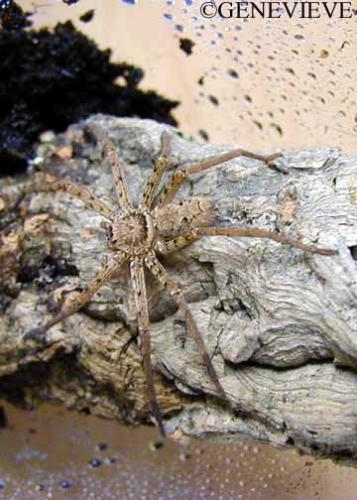 Heteropoda venatoria