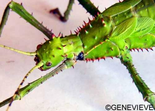 Heteropteryx dilatata