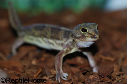 Holodactylus africanus