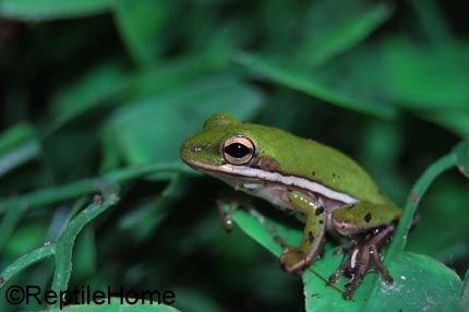 Hyla cinerea