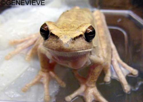 Hyla raniceps