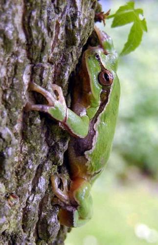 Hyla meridionalis