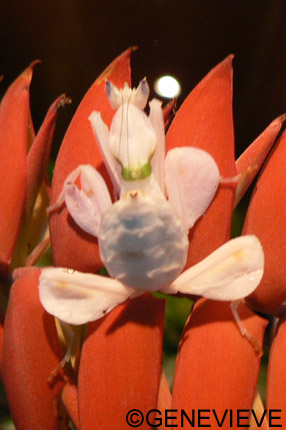 Hymenopus coronatus