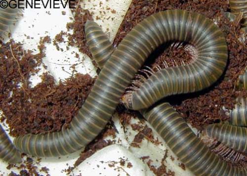 Iule gris sp Tanzanie