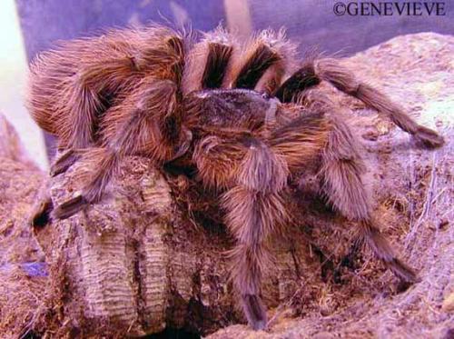 Acanthoscurria sp