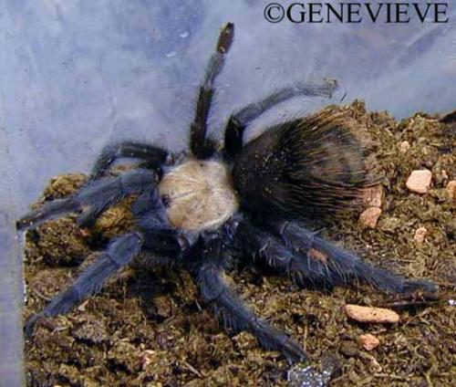 Brachypelmides ruhnaui