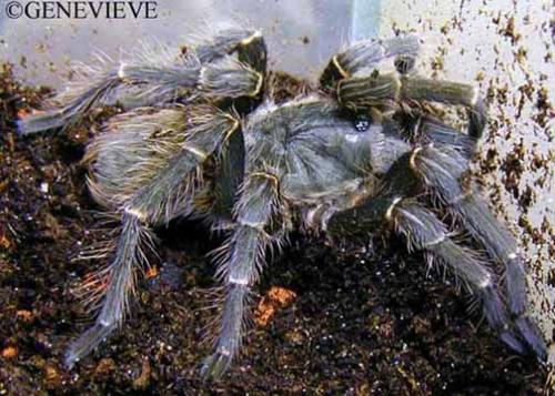 Grammostola argentinensis