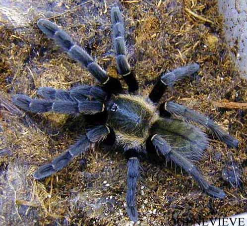 Haplopelma sp Chine