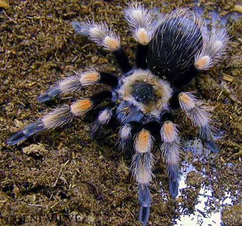 Brachypelma baumgerteni