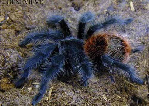 Grammostola hieringi