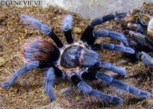 Aphonopelma crinita