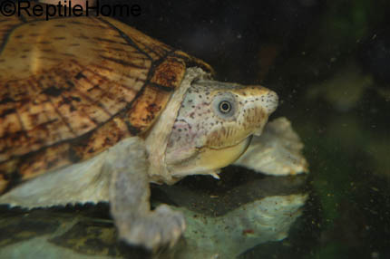 Sternotherus (Kinosternon) carinatus