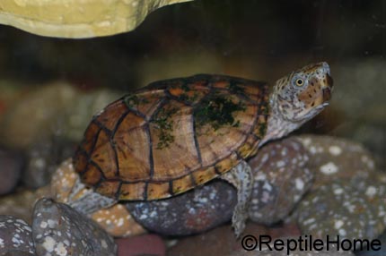 Sternotherus (Kinosternon) minor