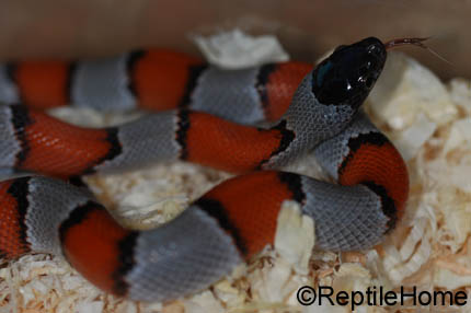 Lampropeltis alterna