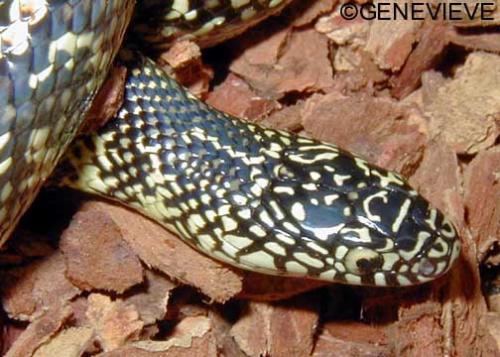 lampropeltis getula floridana