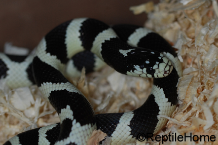 Lampropeltis getula californae