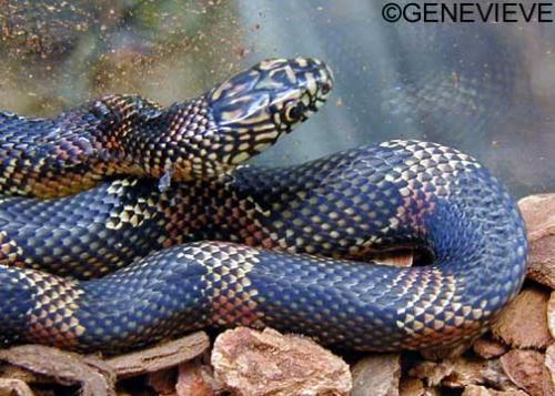 Lampropeltis getula goini