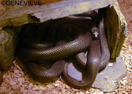 Lampropeltis getula nigrita