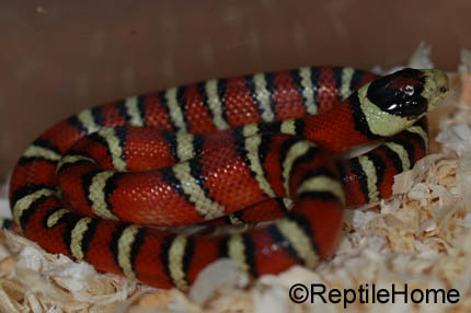 Lampropeltis (pyromelana) knoblochi