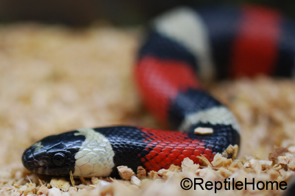 Lampropeltis triangulum campbelli