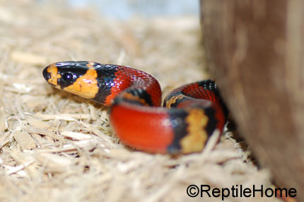 Lampropeltis triangulum hondurensis