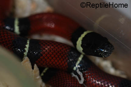 Lampropeltis triangulum sinaloe