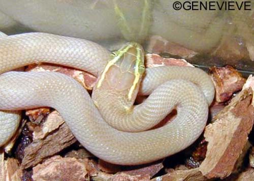 Boaedon (Lamprophis) mentalis