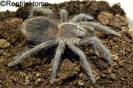 Lasiodora difficilis