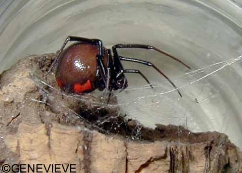 Latrodectus mactans