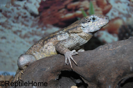 Leiocephalus carinatus