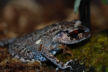 Leptobrachium hasseltii