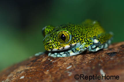 Leptopelis vermiculatus