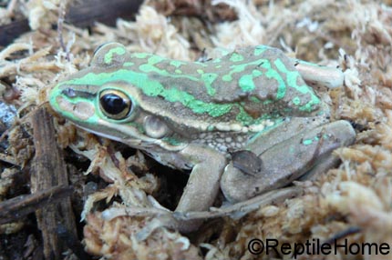 Dryopsophus (Litoria) aurea