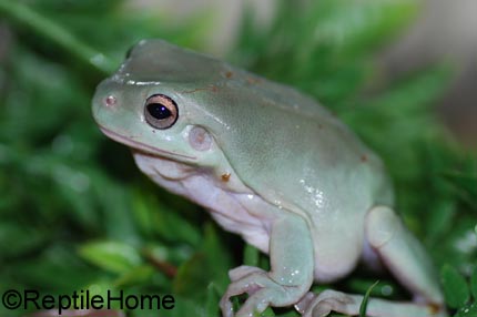 Dryopsophus (litoria) caeruleus