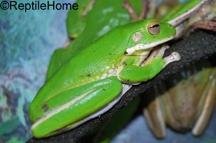 Nyctimystes (litoria) infrafrenatus