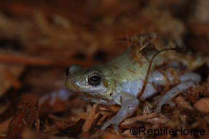 Litoria rubella