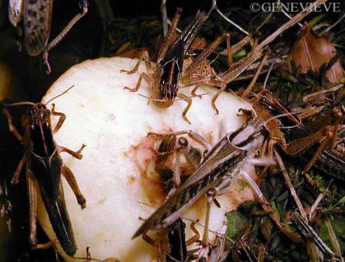 Locusta migratoria