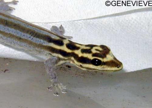 Lygodactylus picturatus