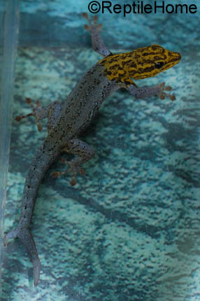 Lygodactylus luteopicturatus