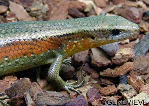 Eutropis (Mabuya) multifasciata