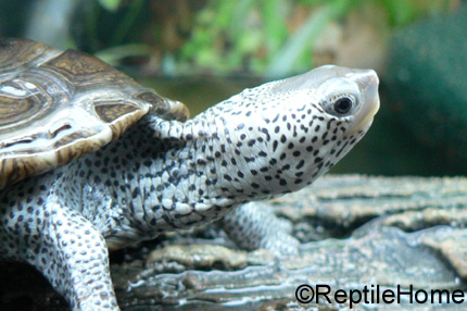 Malaclemys terrapin