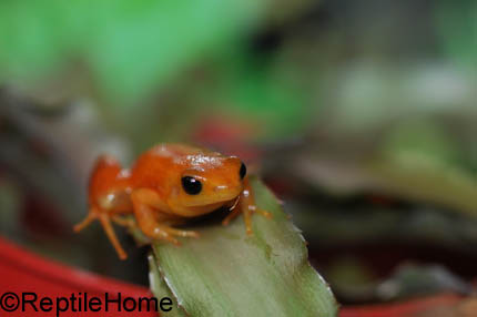 Mantella aurantiaca