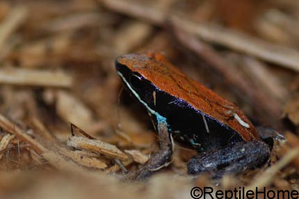 Mantella betsileo