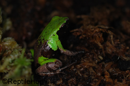 Mantella nigricans