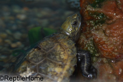 Mauremys japonica