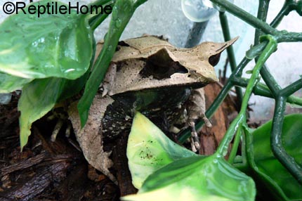 Megophrys nasuta